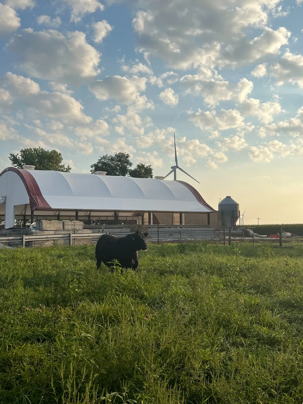 Cattle grazing beside our hoop barn